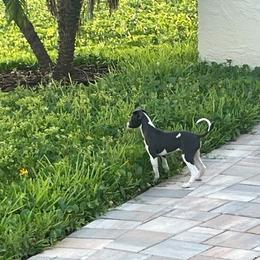 Italian Greyhound Puppies from Fisher Link