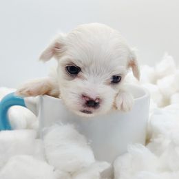 Companion Cross, Maltese, and Maltipoo Puppies from Seeking Shalom Acres Maltese, Maltipoos & Havamalts