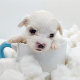 Companion Cross, Maltese, and Maltipoo Puppies from Seeking Shalom Acres Maltese, Maltipoos & Havamalts
