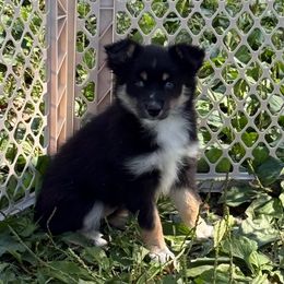 Little - Black tri female Miniature Australian Shepherd puppy in Graham, North Carolina from Thompson Farm Mini Aussies