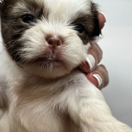 Ollie - Black and white male Shih Tzu puppy in Ocala, Florida from Yorkie  And Shih Tzu Love