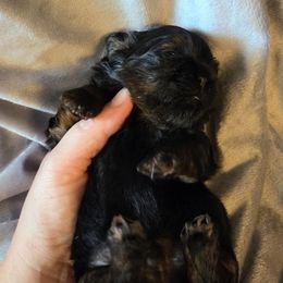 Luca - Black and tan male Shih Tzu puppy in Waynesboro, Pennsylvania from Big Win Shih Tzus
