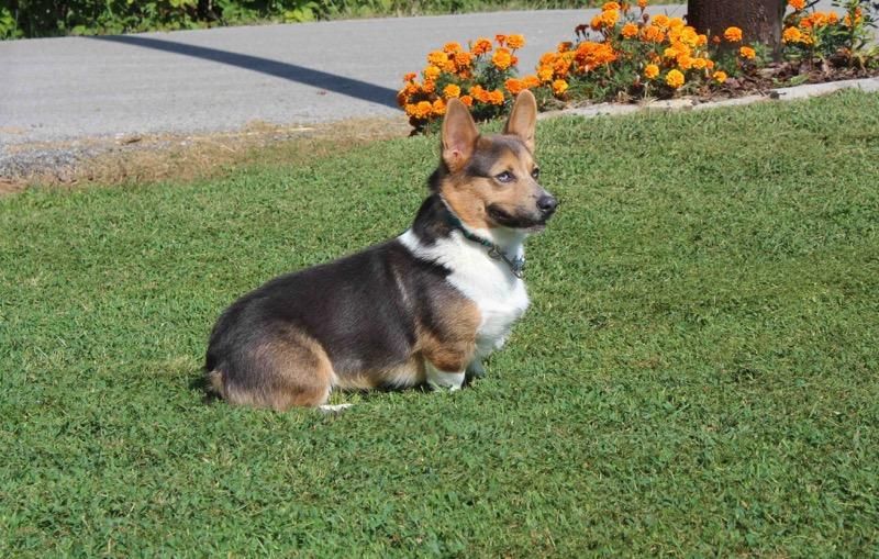 Beth's Pawsitivley Corgis in Indiana | Pembroke Welsh Corgi puppies ...