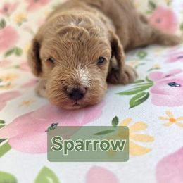 Sparrow- READY FOR CHRISTMAS - Red male Cavapoo puppy in Bullard, Texas from Cavapoochon Central LLC