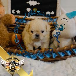 Chihuahua and Shih Tzu Puppies from C&E Royal Shih Tzu