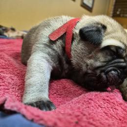 Boy 1 - Red fawn male Bullmastiff puppy in Woodburn, Oregon from Showdown Kennels