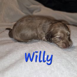 Willy - Cream male Dachshund puppy in Mobile, Alabama from Mobile Mini Dachshunds