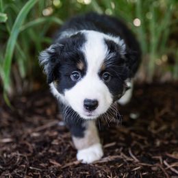 Luna - Black tri-color female Australian Shepherd puppy in Oakland City, Indiana from Moonlightaussies