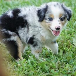 Australian Shepherd Puppies from Miracle Meadows Aussies