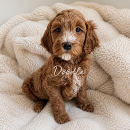 Scout - Red  male Goldendoodle puppy in Gilbert, Arizona from Doodle Bliss