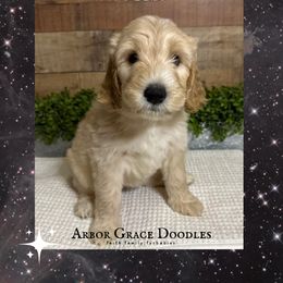 Rey - Cream female Goldendoodle puppy in North Conway, New Hampshire from Arbor Grace Doodles
