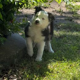 Sua - Black and white female Border Collie puppy in Mckinney, Texas from Border Collies of Ruidoso