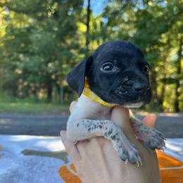Belle - Black and white female German Shorthaired Pointer puppy in Dugspur, Virginia from Pilgrims Trails Shorthairs
