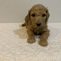 Bambi - Apricot Poodle puppy in Pleasant View, Utah from Rocky Mountain Poodles