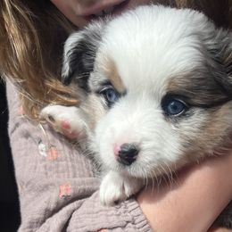 Toy Australian Shepherds from Kagarice Family