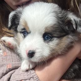 Toy Australian Shepherds from Kagarice Family
