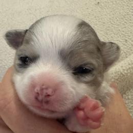 Maverick Boy 1 - Blue and white male Chihuahua puppy in Brooklyn, Connecticut from Ladybug Chihuahuas