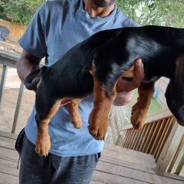Basset Hound Puppies from MGA Basset Hound