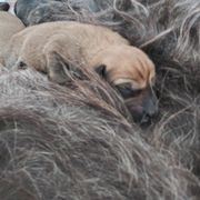 Berger Picard Puppies from Touche Rose