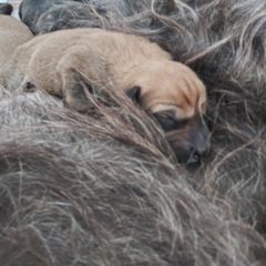 Berger Picard Puppies from Touche Rose