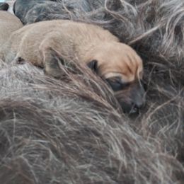 Berger Picard Puppies from Touche Rose