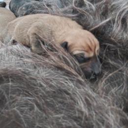Berger Picard Puppies from Touche Rose