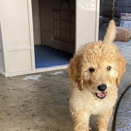 Goldendoodle Puppies from Dhalia’s Doodles