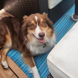 Lily - Australian Shepherd