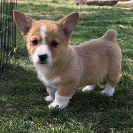 Wonder woman - Sable and white female American Corgi puppy in Preston, Idaho from KC Bar Ranch Aussies