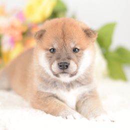 Shion - Red Boy - Red male Shiba Inu puppy in Neosho, Missouri from Sunny Terrace Shibas