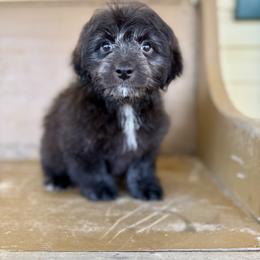 Nova - Brown and white female Aussiedoodle puppy in Science Hill, Kentucky from Southern Paws Kennels