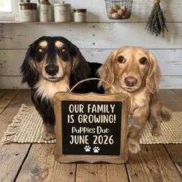 Dachshund Puppies from Bayou State Dachshunds