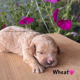 Wheat - Cream female Goldendoodle puppy in Lancaster, Minnesota from North Star Dog Training