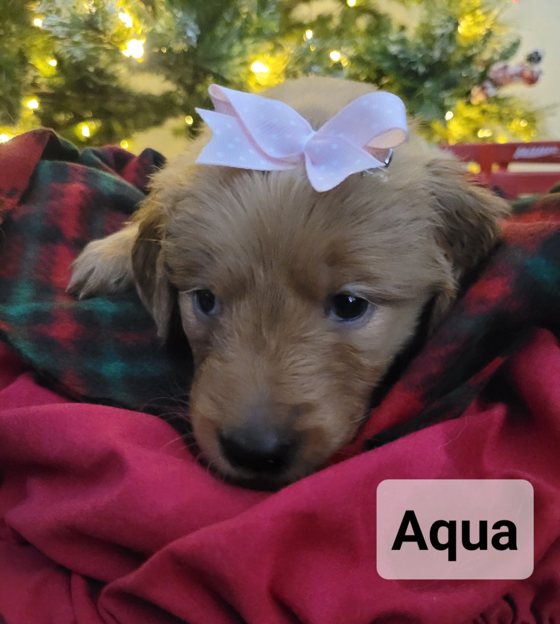 Golden Retriever Puppies from Catherine's Goldens