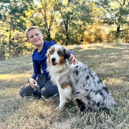 Miniature American Shepherd puppies from 3 Barrels Farms, LLC