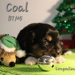 Coal BTM5 - Black tri male Miniature Australian Shepherd puppy in Elgin, Oregon from LongMile Aussies