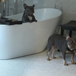 French Bulldog Puppies from The Frenchie Ravine Connection LLC