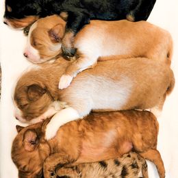 Assorted Doodle Crosses Puppies from Do Wah Diddy Doodles