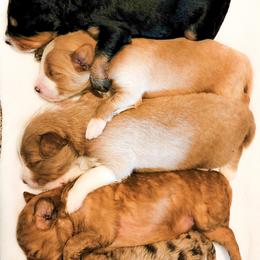 Assorted Doodle Crosses Puppies from Do Wah Diddy Doodles