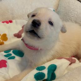 Goldie - White female German Shepherd puppy in Yuba City, California from Barton’s German Shepherds