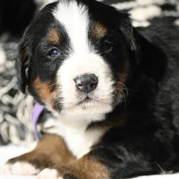 Purple Collar Girl - Black tan and white female Bernese Mountain Dog puppy in Loveland, Colorado from Grateful Bernese & Gage's Goldens