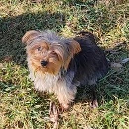 Neko - Yorkshire Terrier