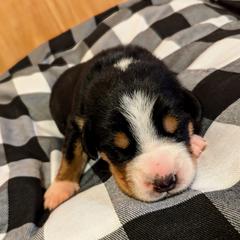 Greater Swiss Mountain Dog Puppies from Greater Swiss of Whitetail Acres