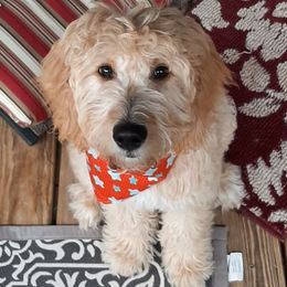 Goldendoodles from Mountain Doods