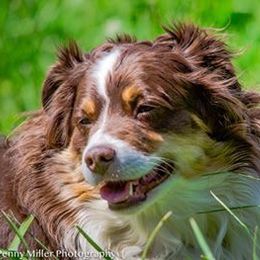 Miniature Australian Shepherd All Grown Up from Tincture of Thyme