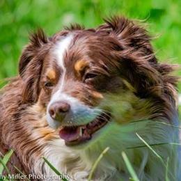 Miniature Australian Shepherd All Grown Up from Tincture of Thyme