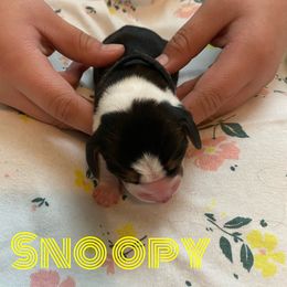 Snoopy - Black red and white Beagle puppy in Renton, Washington from Prancing Beagles