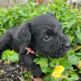 Belle - Black female Miniature Schnauzer puppy in Dawson, Georgia from Faith Farm Miniature Schnauzers