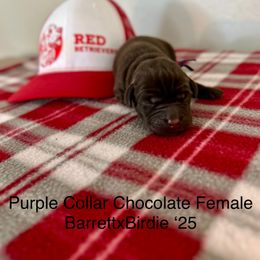 Purple Collar - Chocolate female Labrador Retriever puppy in Alvin, Texas from Red Retrievers