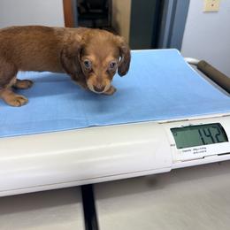 Tulip - Chocolate and cream female Dachshund puppy in Lexington, Oklahoma from BooneDox Miniature Dachshunds
